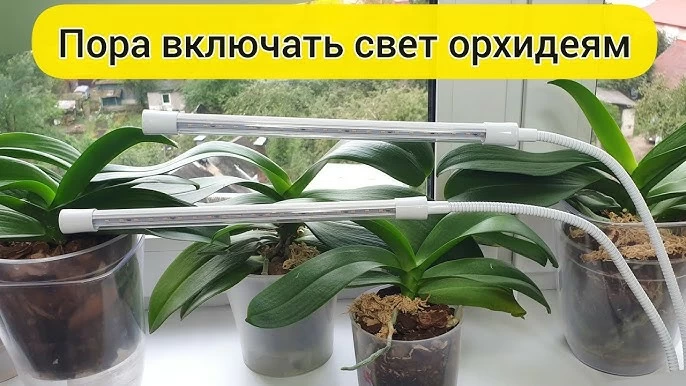 Какой свет нужен орхидеям? hq720.jpg