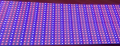 LED линейка для растений LT SMD5730 72led 10W 12V IP20 2:1 красно-синий спектр Gen.1 (phyto-line-5730-2:1-Gen.1)