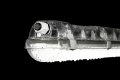 Промышленный светильник LED Trevos NANOTTICA 1.4ft TRS PC 4400/840 ML 27.3W 4000K IP66 1175мм M3hAt 108384 Промышленный светильник LED Trevos NANOTTICA 1.4ft TRS PC 4400/840 ML 27.3W 4000K IP66 1175мм M3hAt 108384