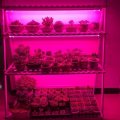 LED фітосветільнік LT 36W 100см 72LED IP65 повного спектра PHYTO-LAMP-1 41004